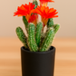 Echinopsis Chamaecereus - Peanut Cactus