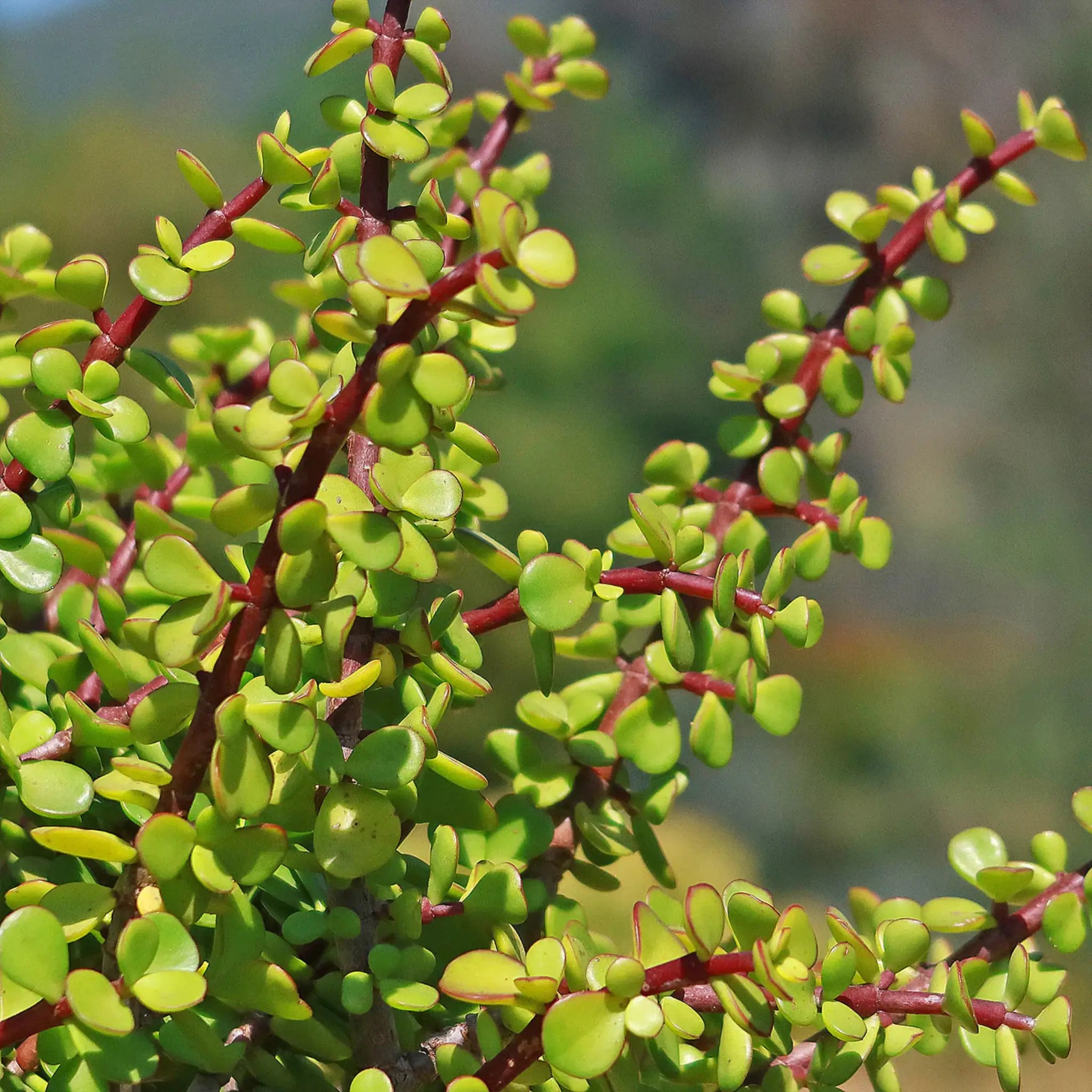 Green Mini Elephant Bush