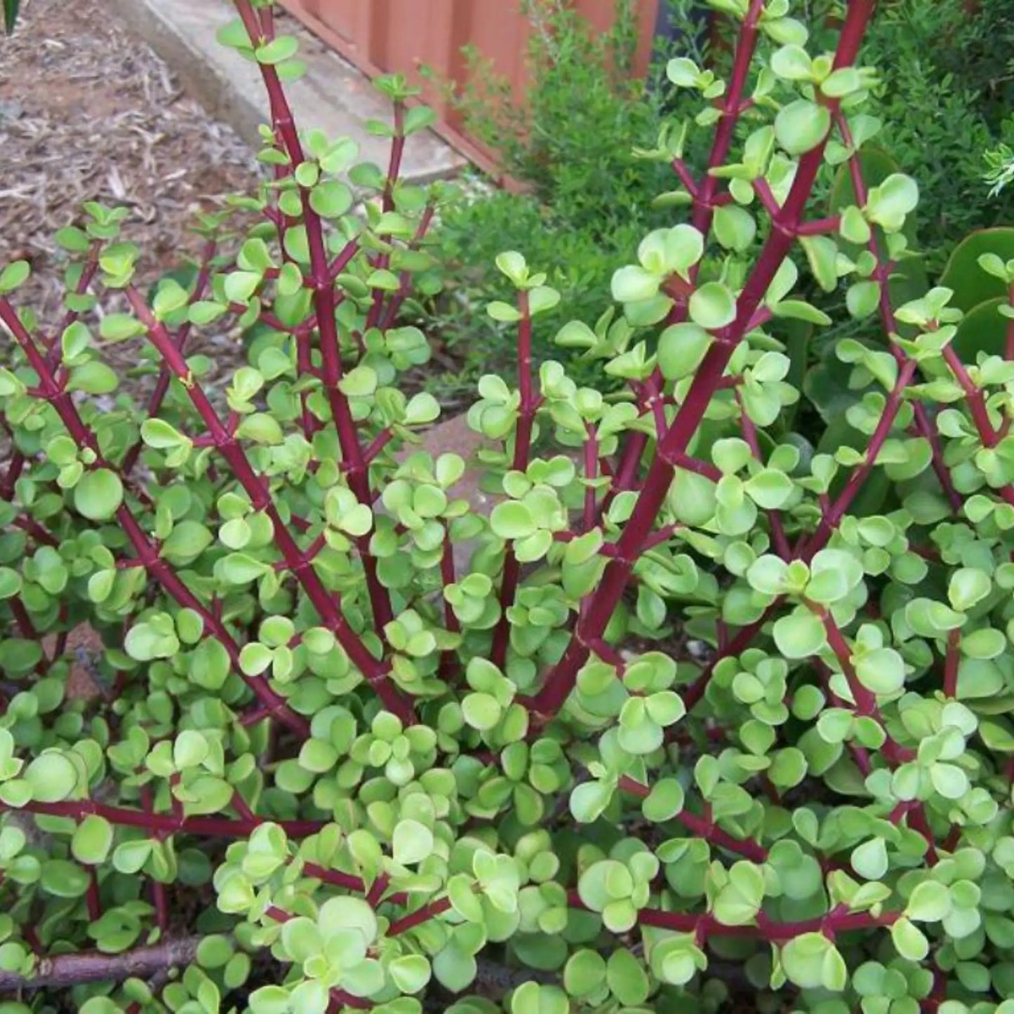 Green Mini Elephant Bush
