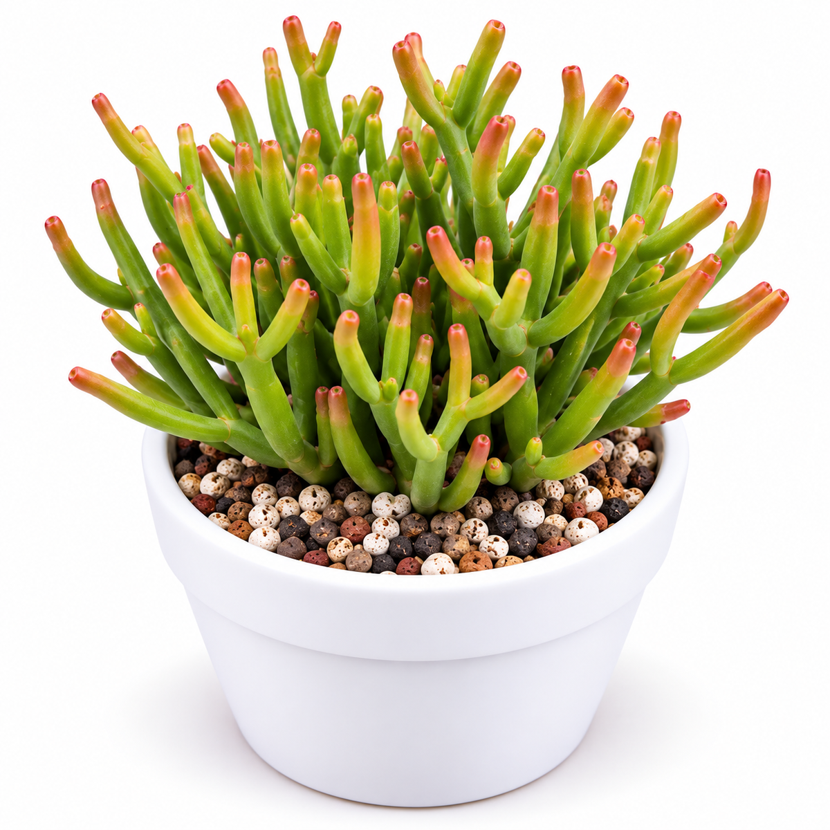 PlantaZee Pencil