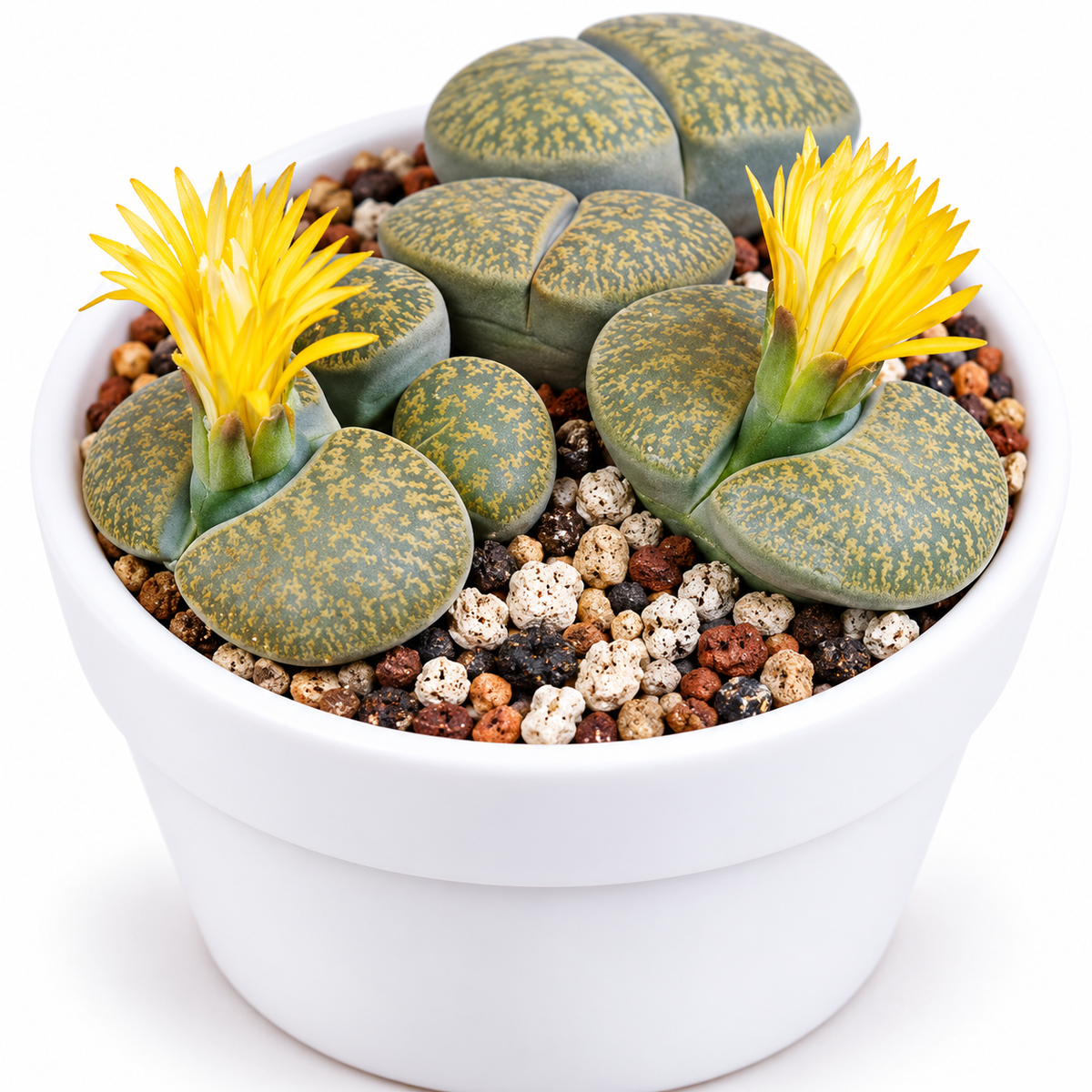 Lithops