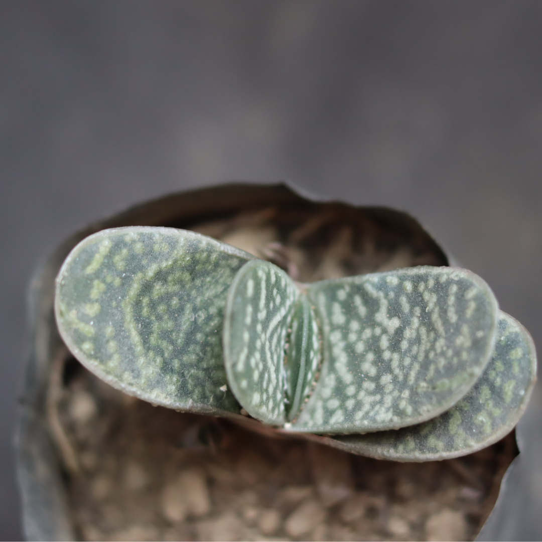 Gastaria minima