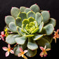 Echeveria 1