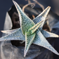 Aloe rauhii