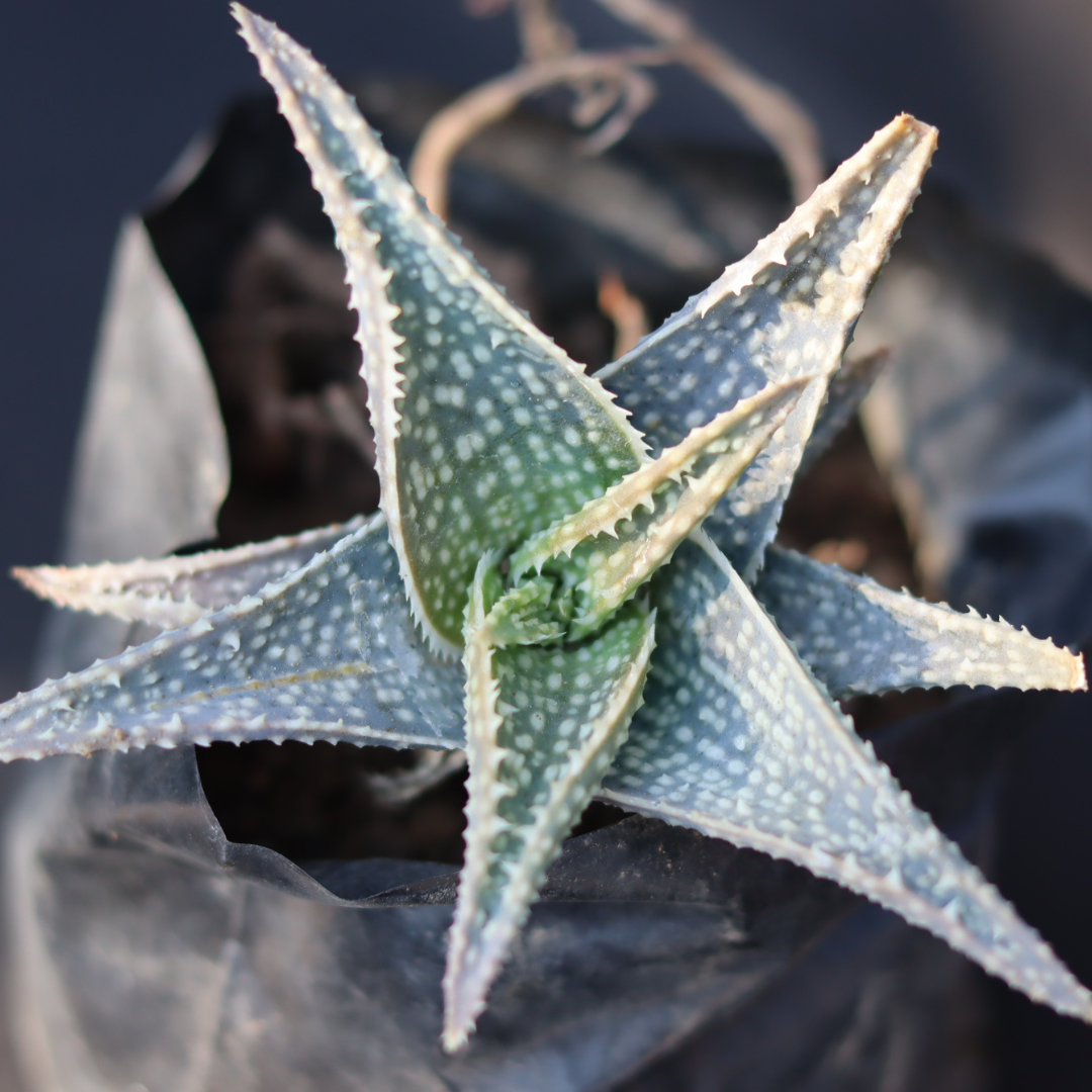 Aloe rauhii