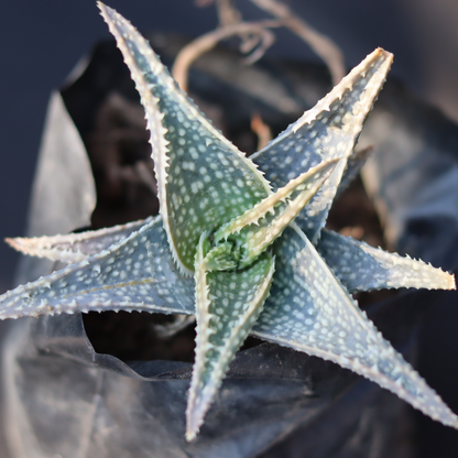 Aloe rauhii