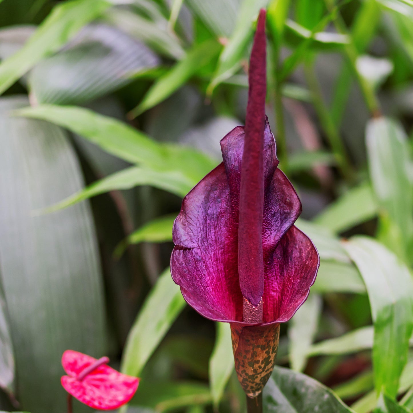Snake Lily
