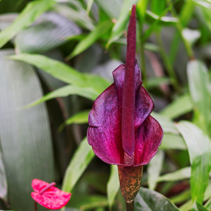 Snake Lily