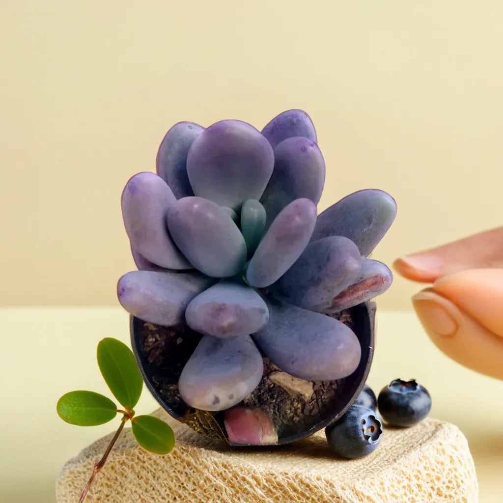 lavender moonstone succulent Buy Pachyphytum Oviferum Moonstone Succulent Online – Plant Orbit
