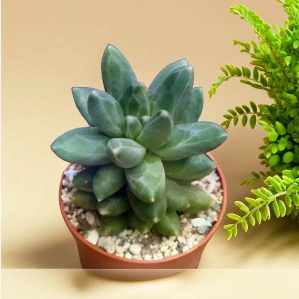 Succulents Plant Online, Indoor & Outdoor Plants