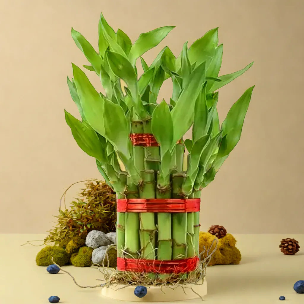 2 layer Lucky Bamboo Plant (Dracaena sanderiana)