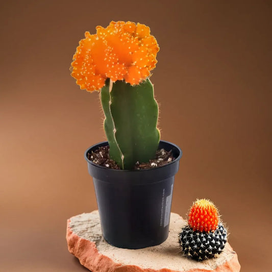 Orange Moon Cactus