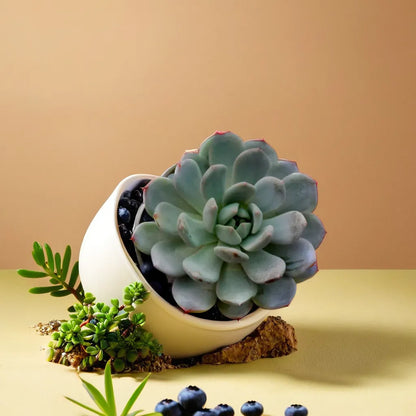 Echeveria  3