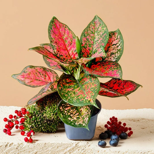 Aglaonema Anjamani Netpot