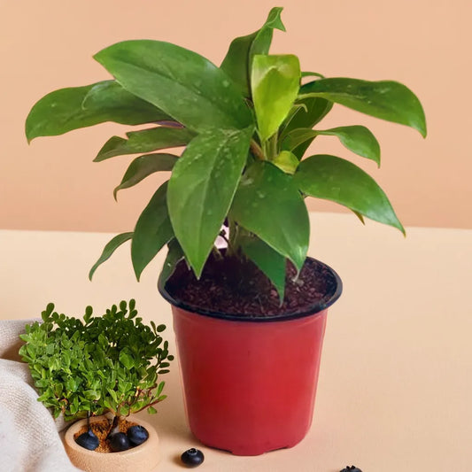 Philodendron ceylon green netpot