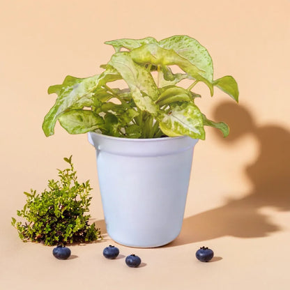 Syngonium white Yami Saplings