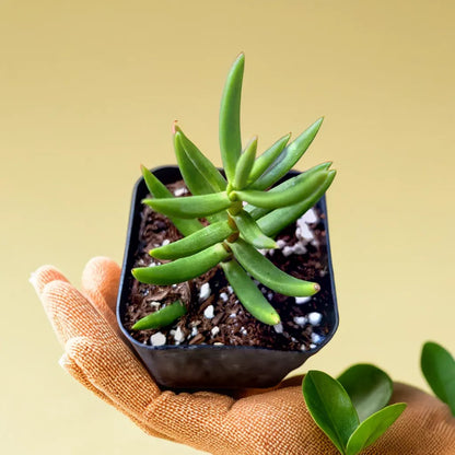 Baby Crassulla Tetragona