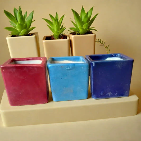 Mini Succulents pots (Pack of one)