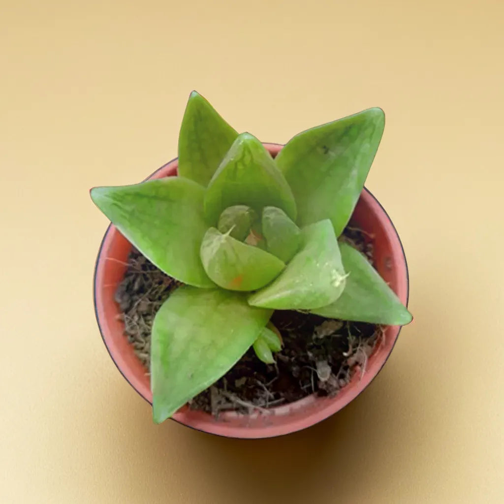 Haworthia Cymbiformis (Bare Rooted)