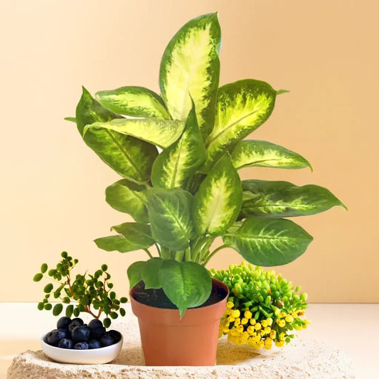 Dieffenbachia Lemon Netpot