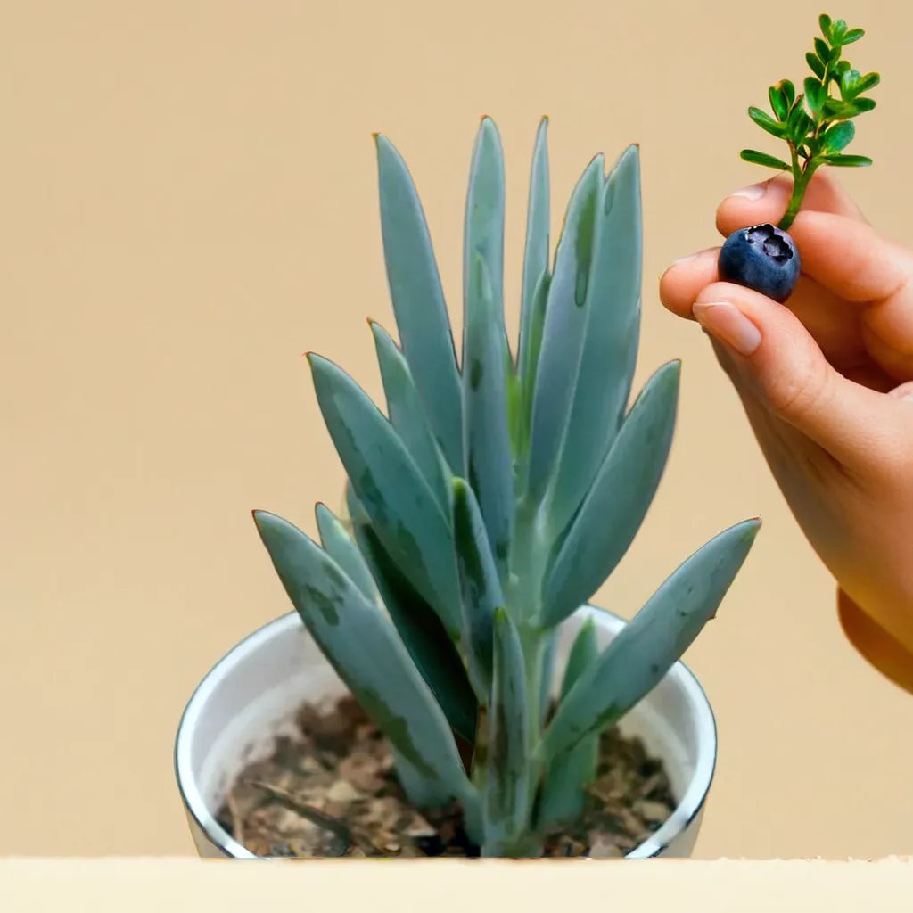 LONG BLUE CHALKSTICKS (BARE ROOTED)