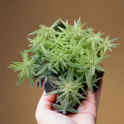 Sedum Lineare Carpet sedum  (BARE ROOTED)