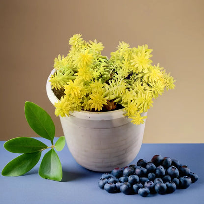 tokyo sun plant indoor Sedum japonicum 'Tokyo Sun' (Bare Rooted) – Plant Orbit