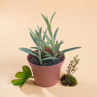 Senecio radicans (String of banana)