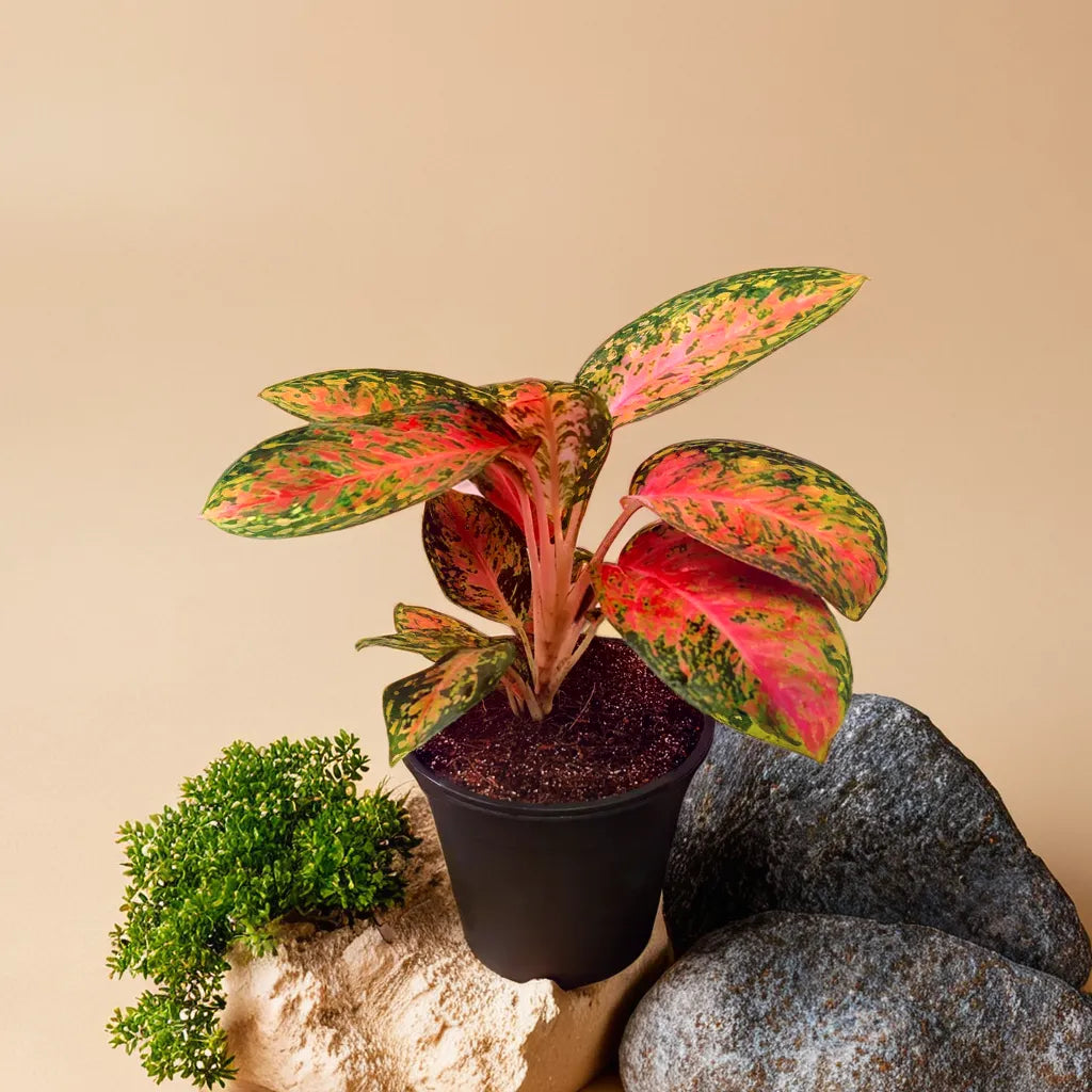 Anglaonema Harlequin Net Pot