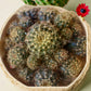 ROUND SPIKE CACTUS (BARE ROOTED)
