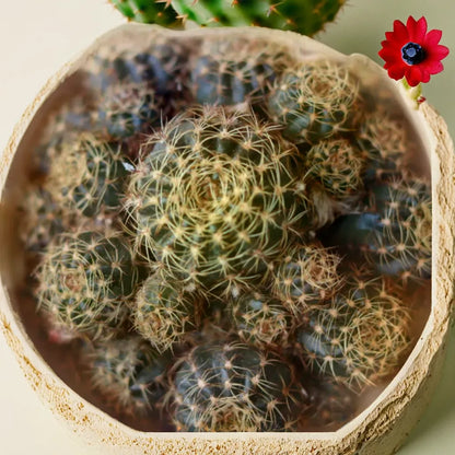 ROUND SPIKE CACTUS (BARE ROOTED)