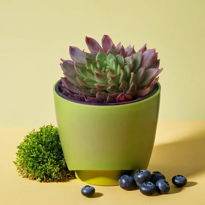 Echeveria  25