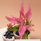 Syngonium Mickey Net pot