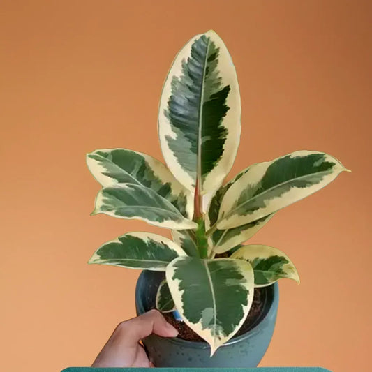 Ficus elastica variegated rubber plant (4 inches )