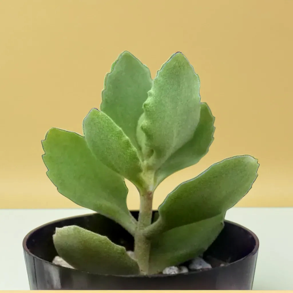 Kalanchoe Milioti (Bare Rooted)