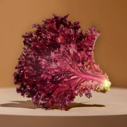 Lettuce Red Hybrid Seeds