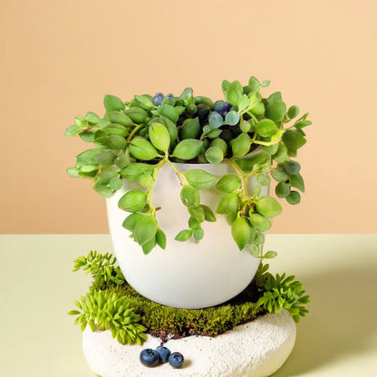 Senecio citriformisis (String of tears) (Bare Rooted)