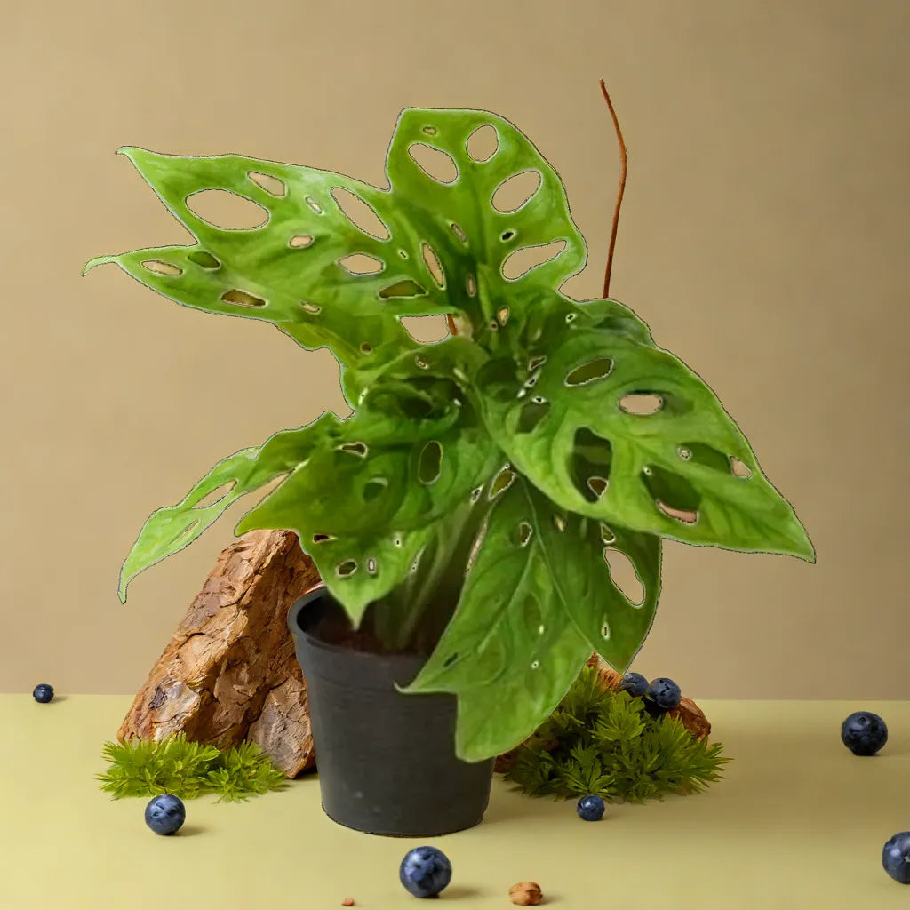 Buy Plants Online Succulents Indoor Plants At PlantOrbit Plant Orbit Buy Plants Online Succulents Indoor Plants At PlantOrbit Plant Orbit