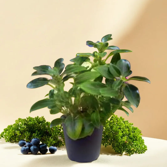 Peperomia Orba Green Net Pot