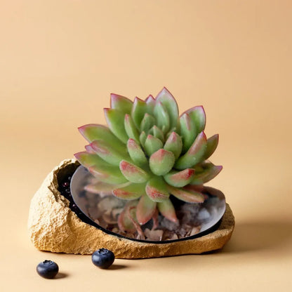 Echeveria  4