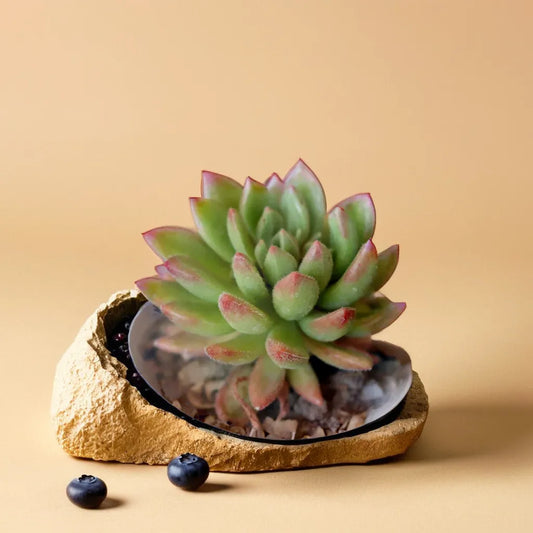 Echeveria  4