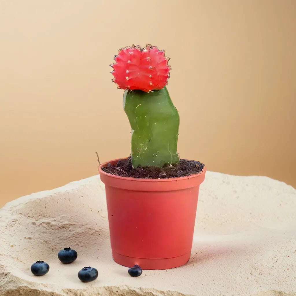 Red Moon Cactus