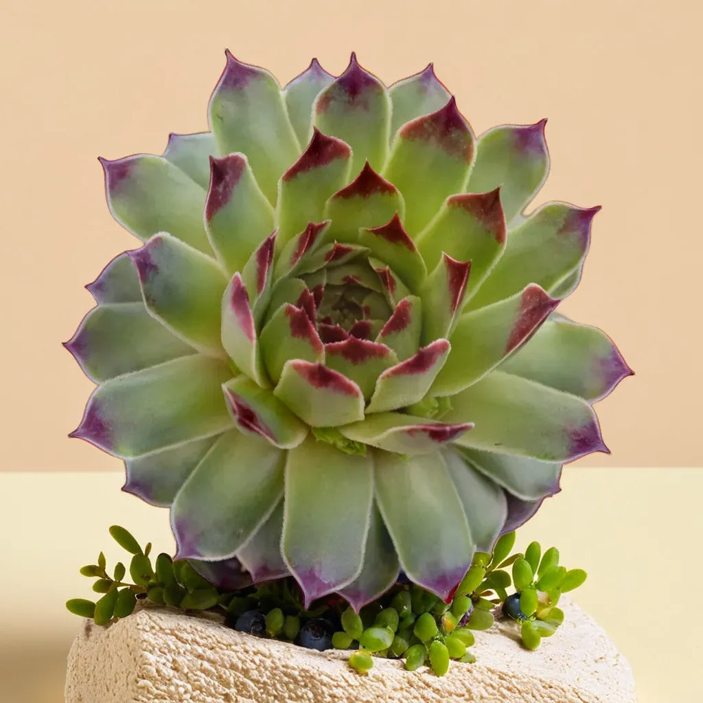 Sempervium Calcereum (Bare Rooted)