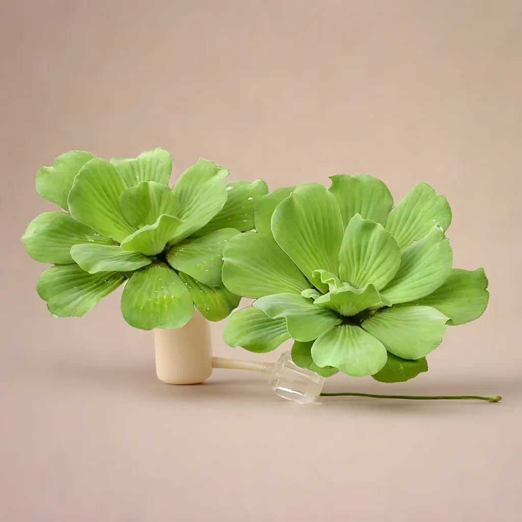 Water Cabbage (Pistia stratiotes) | Plant Orbit farms