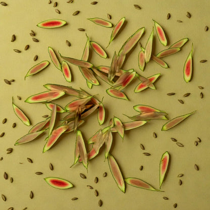 Lemon Grass Hybrid Seeds