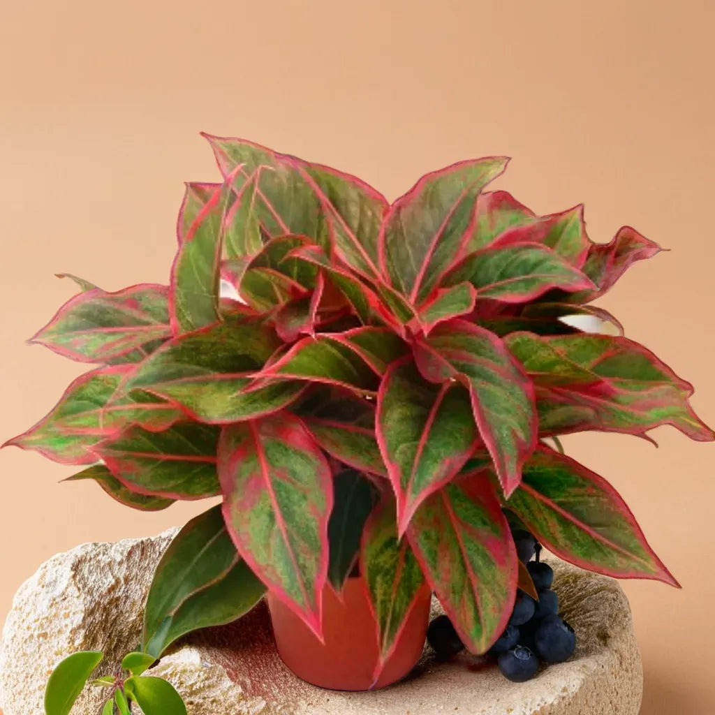 Aglaonema Red Gold Netpot