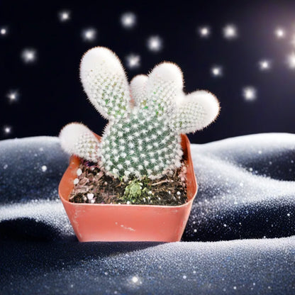 Opuntia microdasys var. albospina ‘White Bunny Ears'