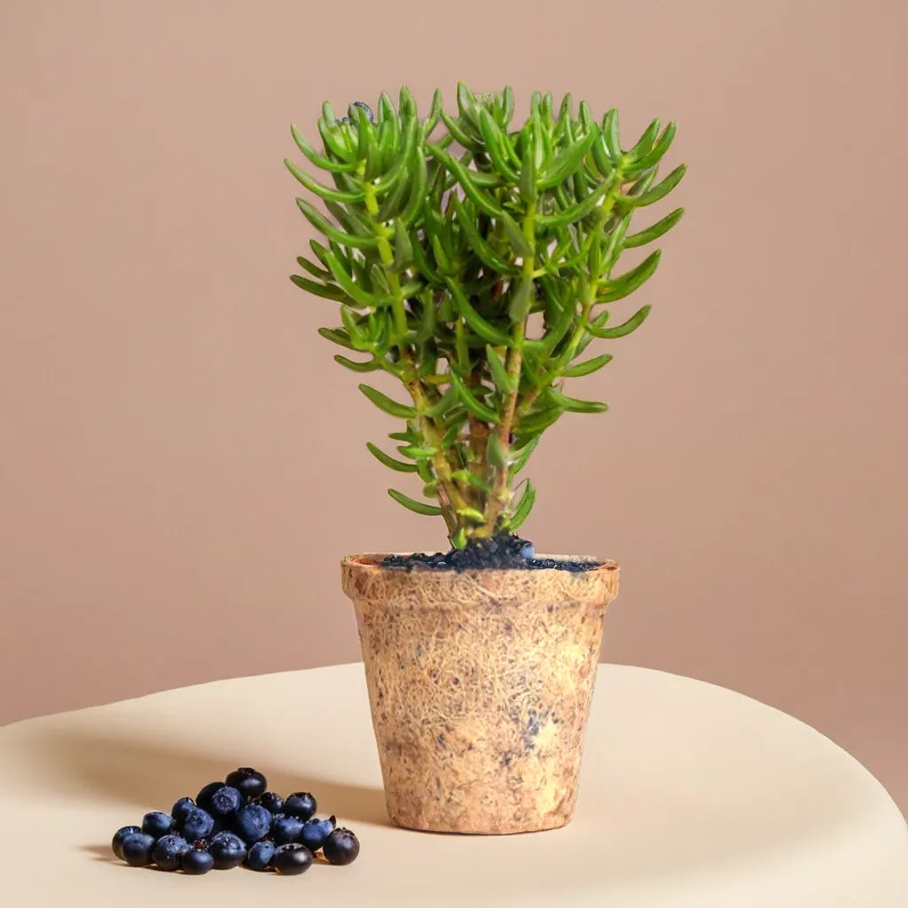 Crassulla Tetragona in Ecofriendly pot