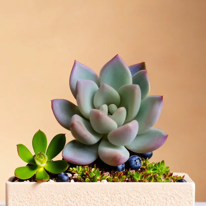 Graptoveria ‘Opalina’