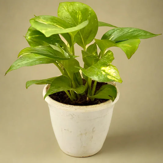 Green Money Plant